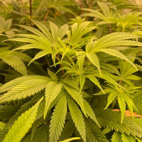 Birthday Funk growlog timeline photo
