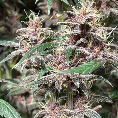 Devil Cream Auto growlog timeline photo