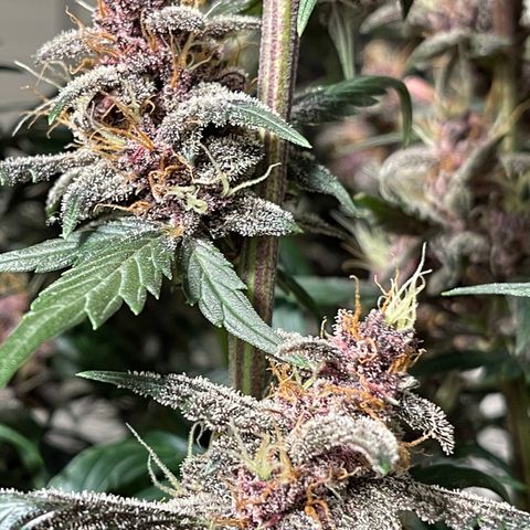 Devil Cream Auto growlog timeline photo