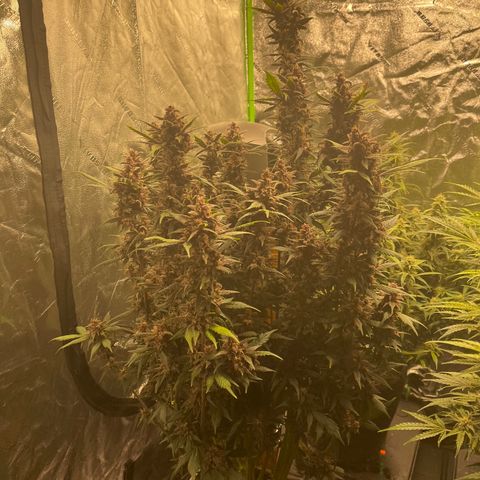 Devil Cream Auto growlog timeline photo