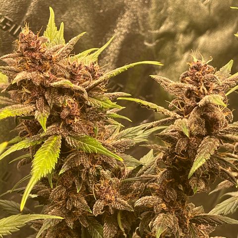 Devil Cream Auto growlog timeline photo