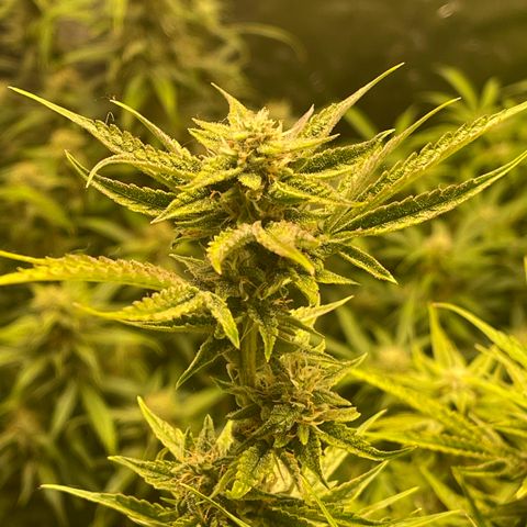 Auto Skywalker growlog timeline photo
