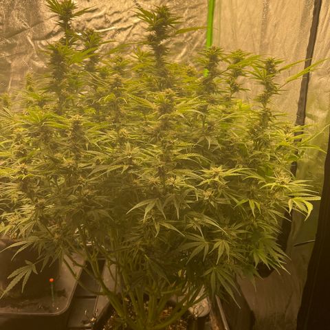 Auto Skywalker growlog timeline photo