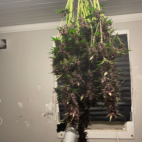 Devil Cream Auto growlog timeline photo