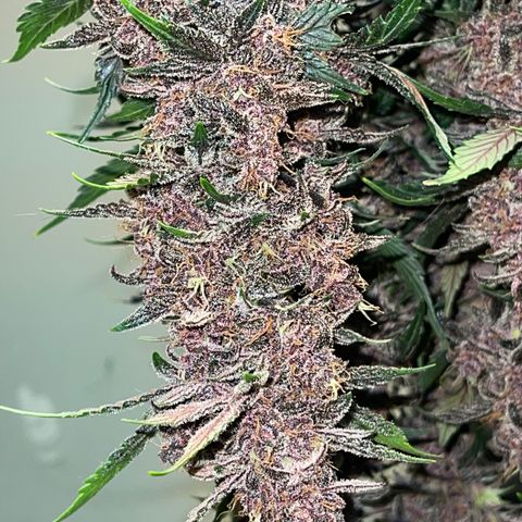 Devil Cream Auto growlog timeline photo