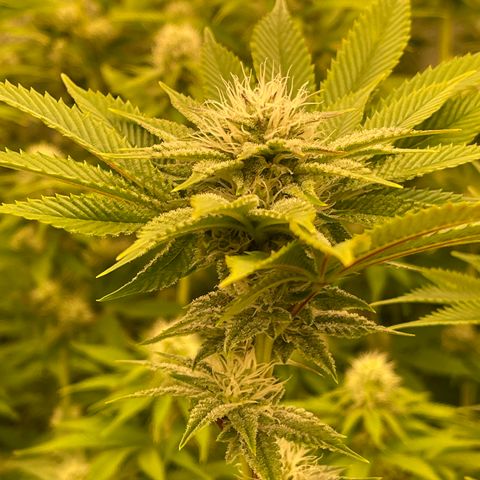 Birthday Funk growlog timeline photo