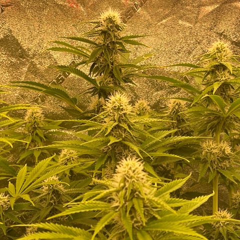 Grapefruit Diesel growlog timeline photo