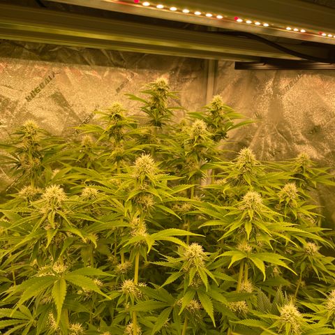 Grapefruit Diesel growlog timeline photo