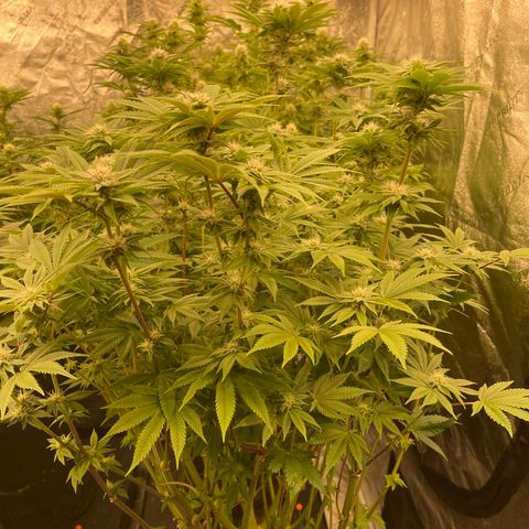 Birthday Funk growlog timeline photo