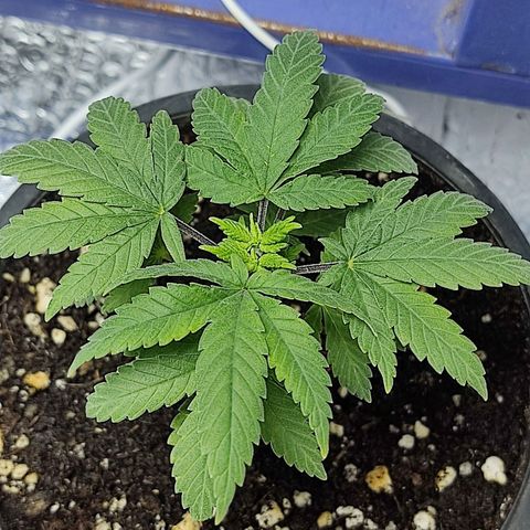 Afghan Landrace  growlog timeline photo