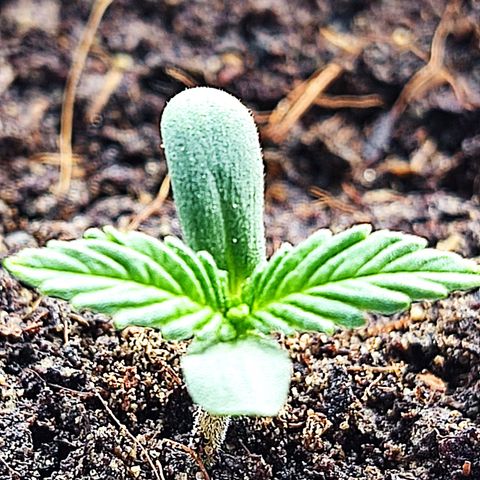 Afghan Landrace  growlog timeline photo