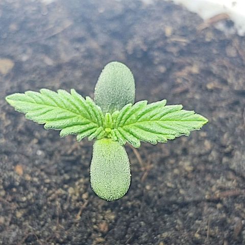 Afghan Landrace  growlog timeline photo