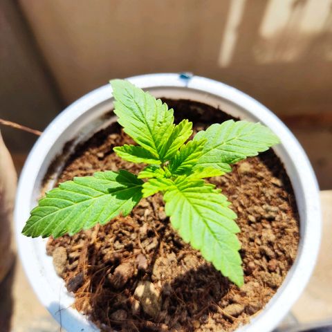 Afghan Landrace  growlog timeline photo