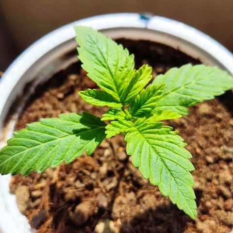 Afghan Landrace  growlog timeline photo