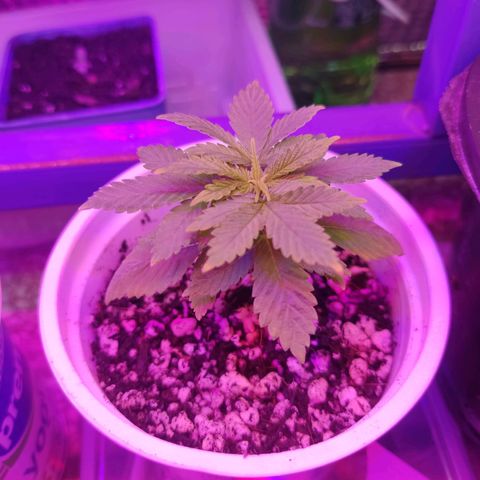 Afghan Landrace  growlog timeline photo