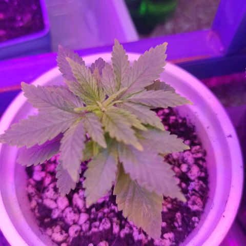 Afghan Landrace  growlog timeline photo