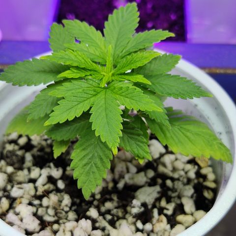 Afghan Landrace  growlog timeline photo