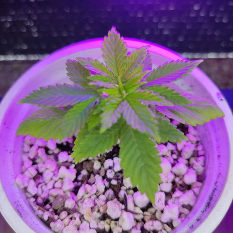 Afghan Landrace  growlog timeline photo
