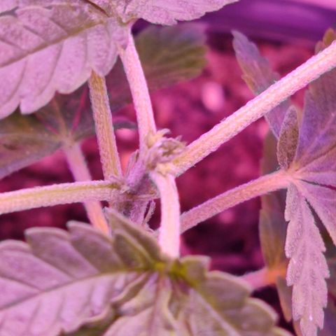 Afghan Landrace  growlog timeline photo