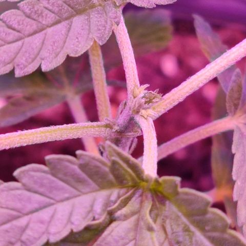 Afghan Landrace  growlog timeline photo