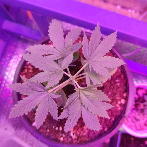 Afghan Landrace  growlog timeline photo