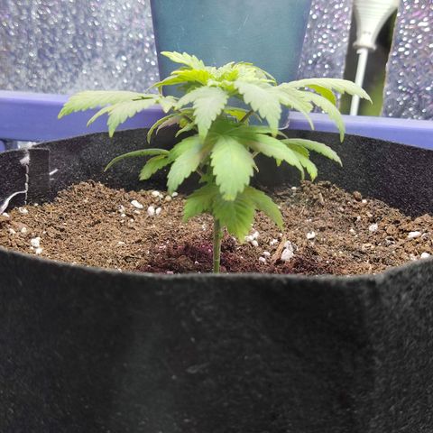 Afghan Landrace  growlog timeline photo