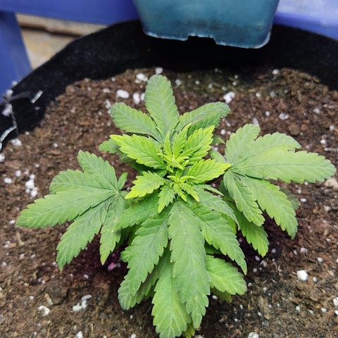 Afghan Landrace  growlog timeline photo