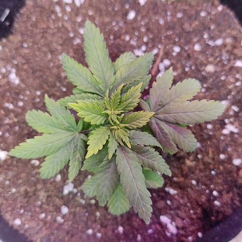 Afghan Landrace  growlog timeline photo
