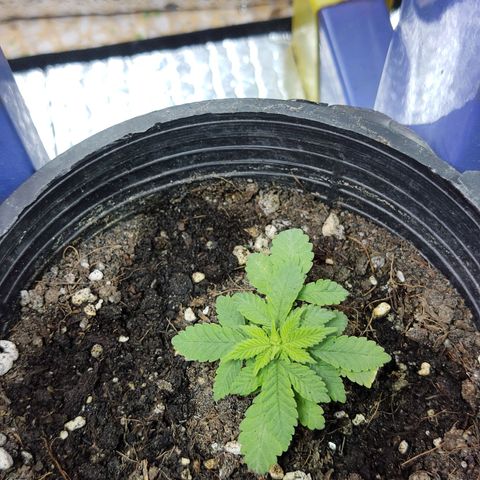 Afghan Landrace  growlog timeline photo