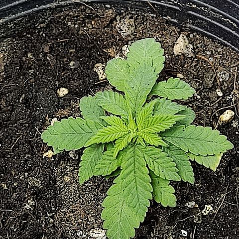 Afghan Landrace  growlog timeline photo