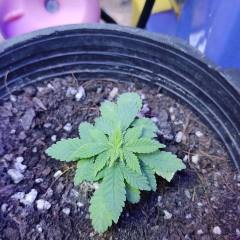Afghan Landrace  growlog timeline photo