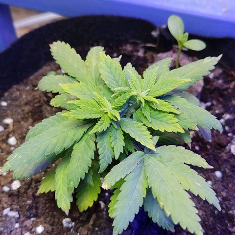 Afghan Landrace  growlog timeline photo