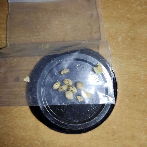 Sativa Afghan  growlog timeline photo