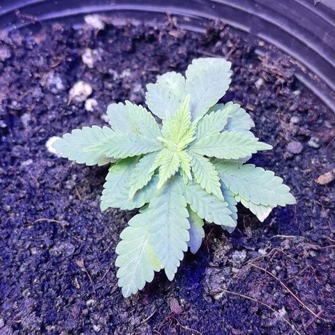 Afghan Landrace  growlog timeline photo