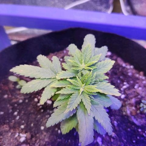 Afghan Landrace  growlog timeline photo