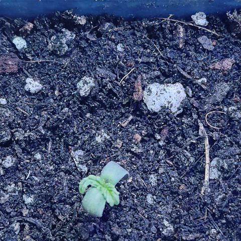 Sativa Afghan  growlog timeline photo