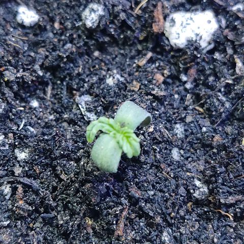 Sativa Afghan  growlog timeline photo