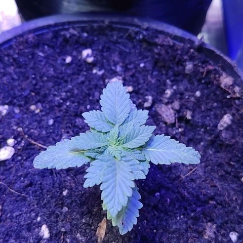Afghan Landrace  growlog timeline photo