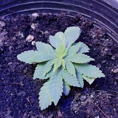 Afghan Landrace  growlog timeline photo