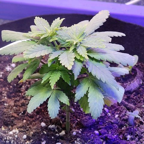 Afghan Landrace  growlog timeline photo