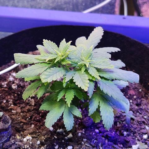 Afghan Landrace  growlog timeline photo