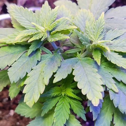 Afghan Landrace  growlog timeline photo