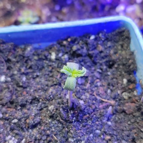 Sativa Afghan  growlog timeline photo