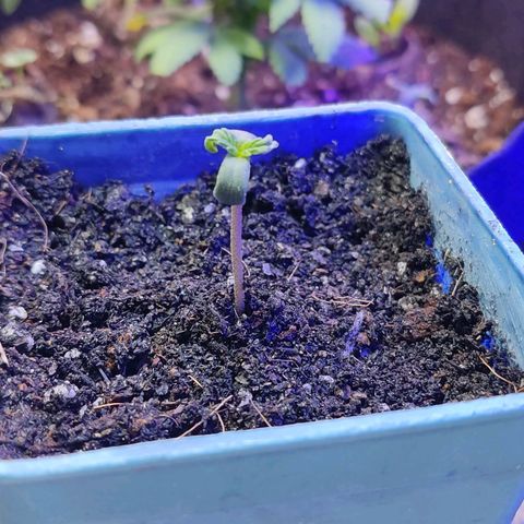 Sativa Afghan  growlog timeline photo