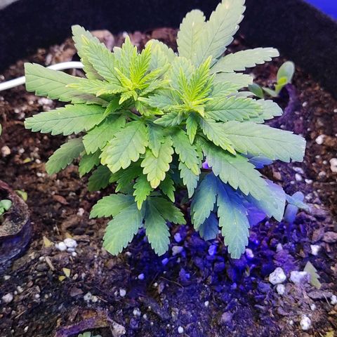 Afghan Landrace  growlog timeline photo