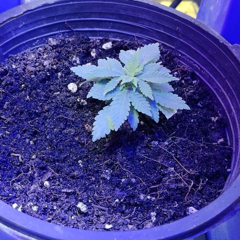 Afghan Landrace  growlog timeline photo