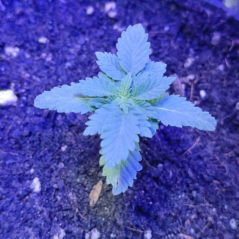 Afghan Landrace  growlog timeline photo
