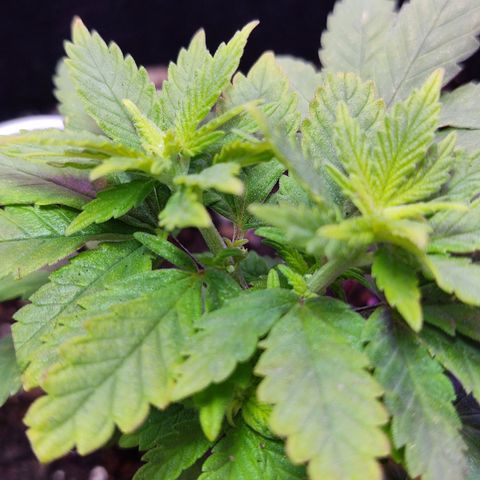 Afghan Landrace  growlog timeline photo