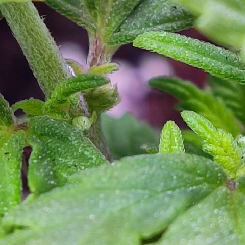 Afghan Landrace  growlog timeline photo