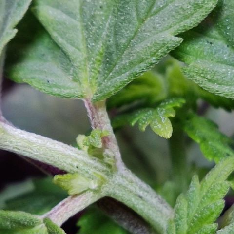 Afghan Landrace  growlog timeline photo